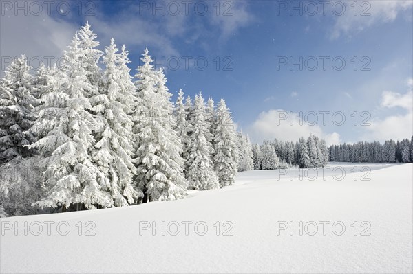 Snow-covered fir trees