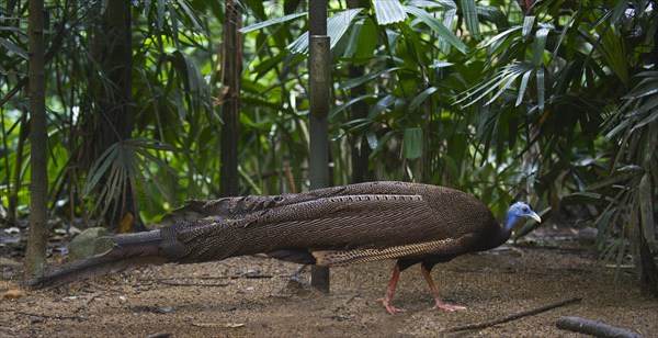 Great Argus or Asian Pheasant (Argusianus argus)