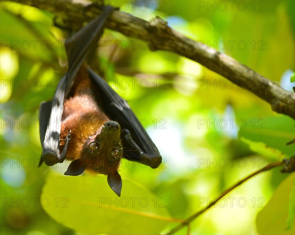 Indian flying fox or Greater Indian Fruit Bat (Pteropus giganteus) hanging from a tree