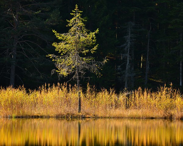 A tree standing alone amidst the weeds seaming Lake Moeserer See