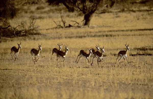 Springboks (Antidorcas marsupialis)