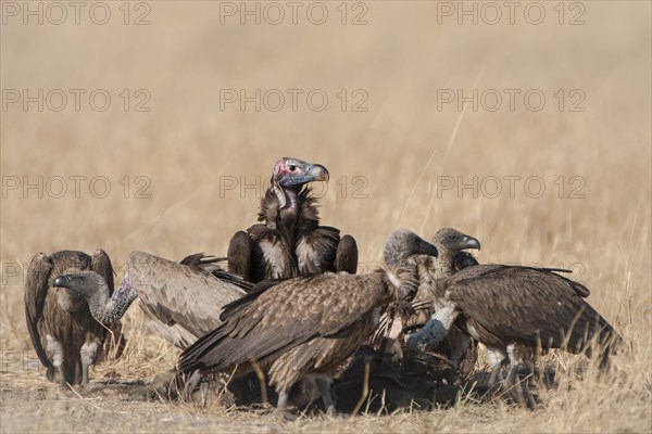 Lappet-faced Vulture or Nubian Vulture (Torgos tracheliotus) with Cape Vultures (Gyps coprotheres) feeding on a carcass
