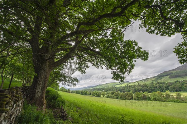 Old oak tree on the edge of a meadow