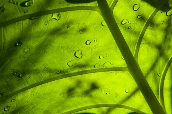 Water drops on a leaf