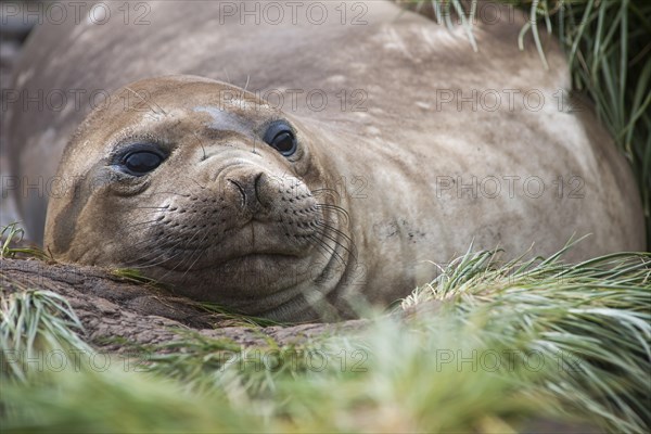 Southern Elephant Seal (Mirounga leonina)