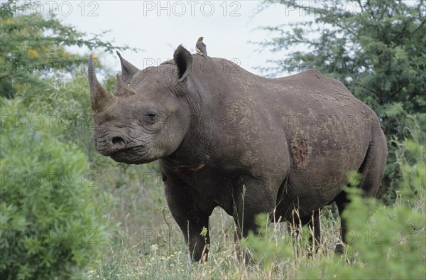 Black Rhinoceros or Hook-lipped Rhinoceros (Diceros bicornis)