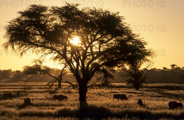 Sunset in the Nossob Valley with Gemsboks (Oryx gazella)