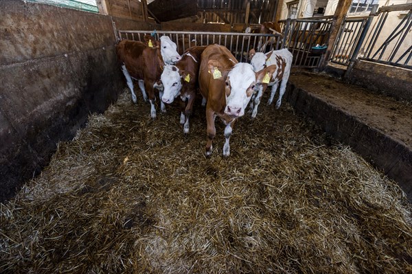 Calves in a barn