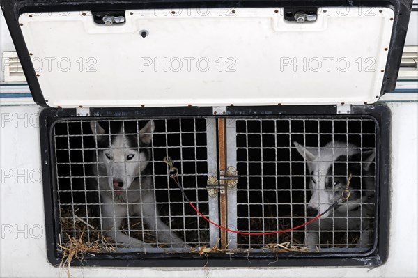 Siberian Huskies behind bars in a transport vehicle