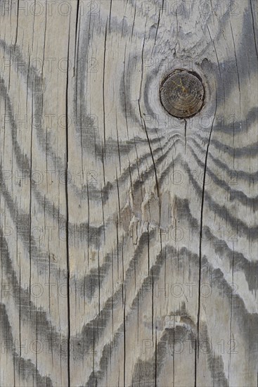 Wood grain of a Scots pine (Pinus sylvestris)