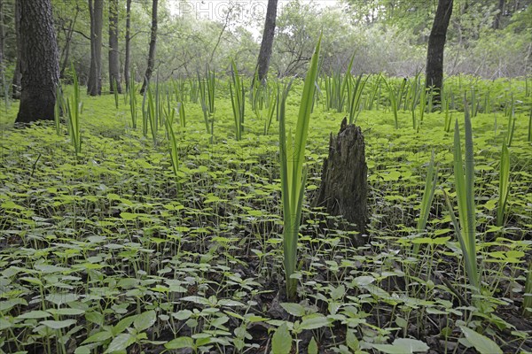 Riparian forest