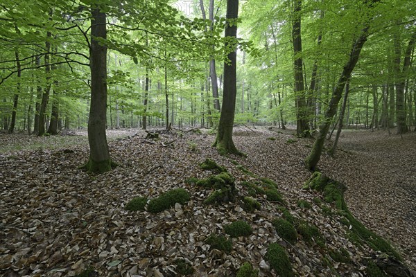 Riparian forest