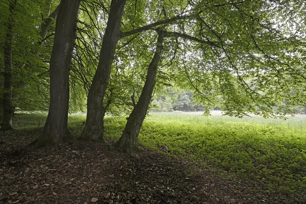 Riparian forest