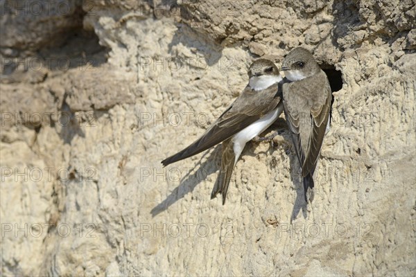 Sand Martins (Riparia riparia) outside a breeding cave