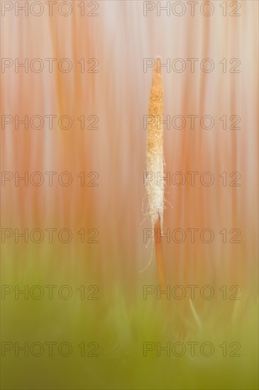 Bank Haircap Moss (Polytrichum formosum)