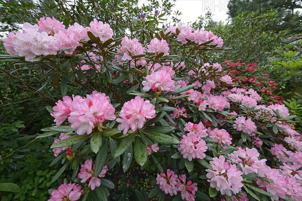 Pink blooming Rhododendron (Rhododendron)