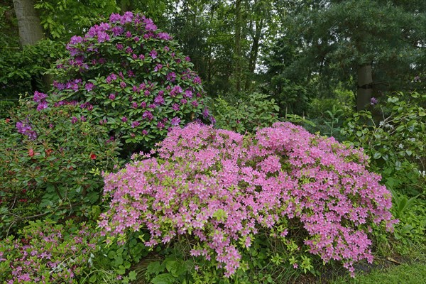 Blooming Rhododendrons (Rhododendron)