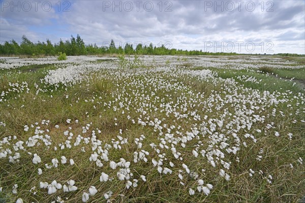 Common Cottongrass or Common Cottonsedge (Eriophorum angustifolium) in a bog