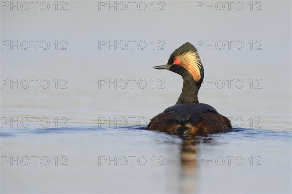Black-necked Grebe (Podiceps nigricollis)