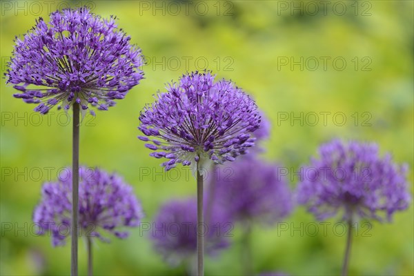 Blue Globe Onion or Blue Ornamental Onion (Allium caeruleum)