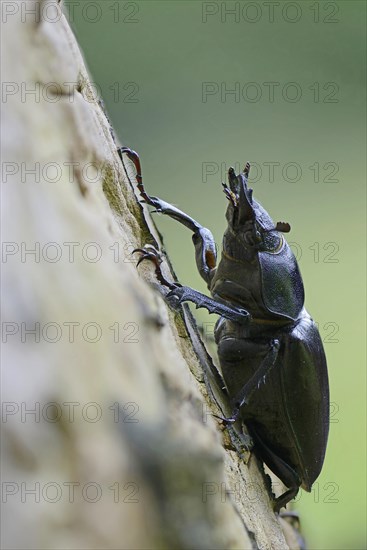Stag Beetle (Lucanus cervus)
