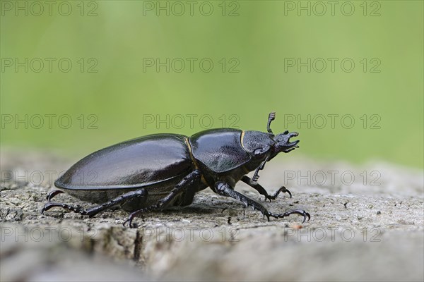 Stag Beetle (Lucanus cervus)
