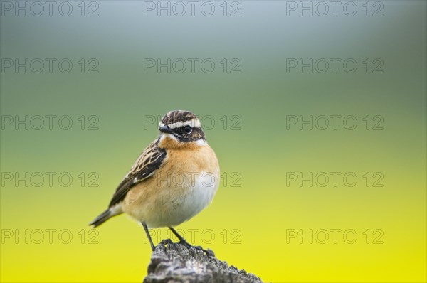 Stonechat (Saxicola torquata)