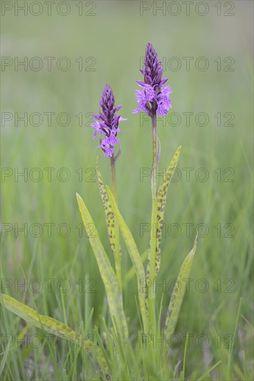 Heath Spotted Orchid or Moorland Spotted Orchid (Dactylorhiza maculata)
