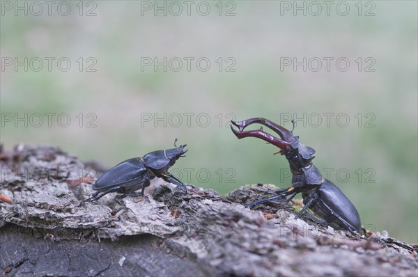 Stag Beetles (Lucanus cervus)