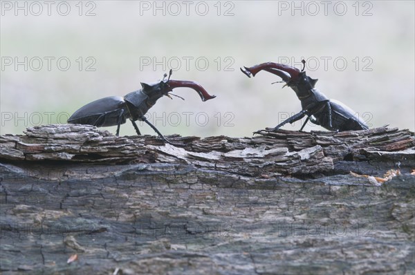 Stag Beetles (Lucanus cervus)