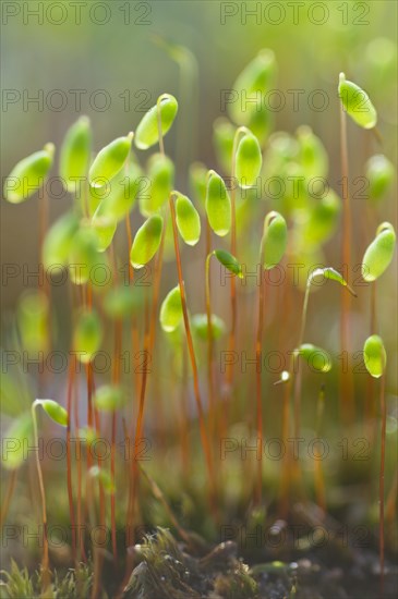 Sporangia of Bank Haircap Moss (Polytrichum formosum)