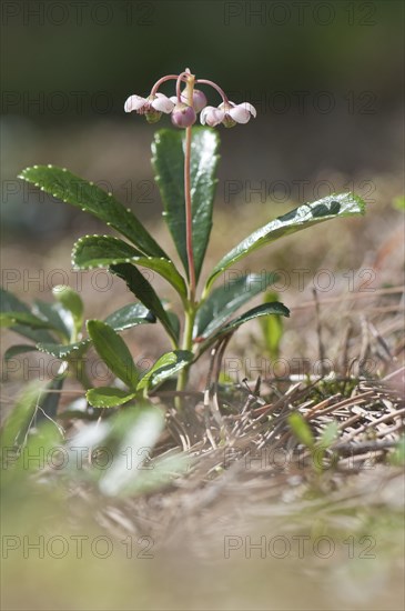 Umbellate Wintergreen