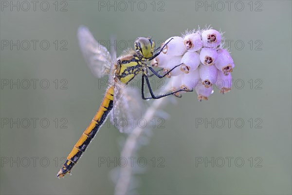 Black Darter or Black Meadowhawk (Sympetrum danae)