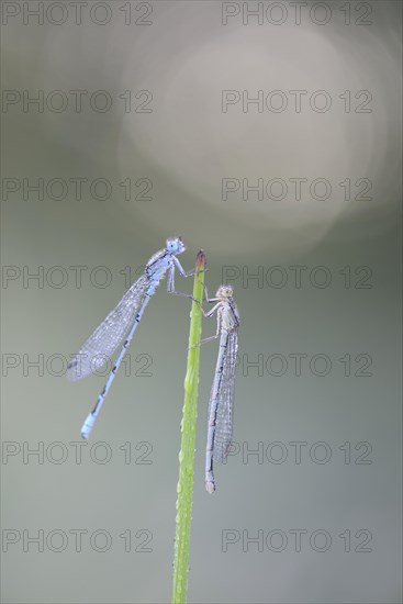 Azure Damselflies (Coenagrion puella)