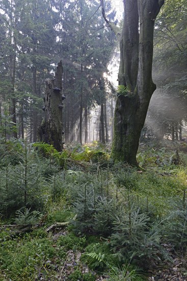 Sun rays in the forest