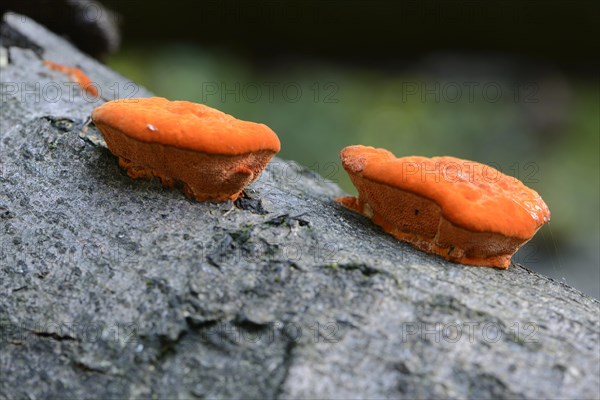 Cinnabar Polypore (Pycnoporus cinnabarinus)