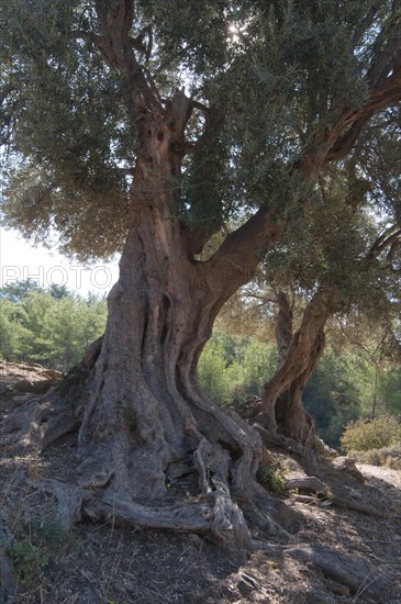 Olive trees (Olea europaea)