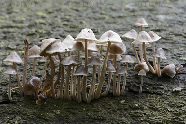 Grooved bonnet (Mycena polygramma)