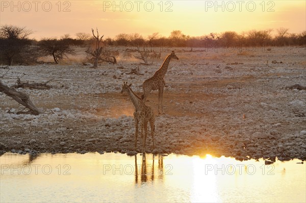 Giraffes (Giraffa camelopardalis)