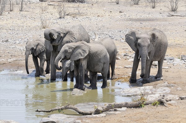 African Bush Elephants (Loxodonta africana) drinking at the Moringa waterhole