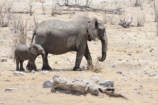 African elephants (Loxodonta africana)