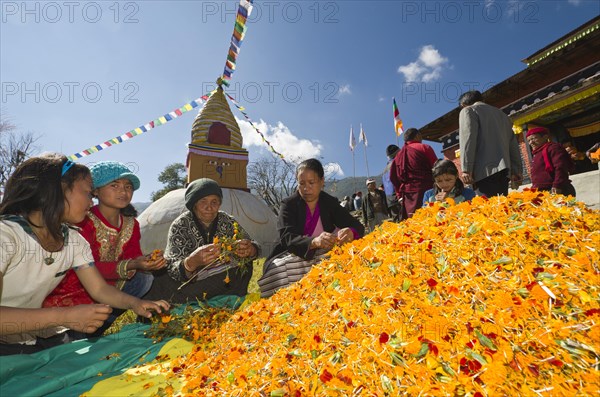 Big heap of yellow flowers