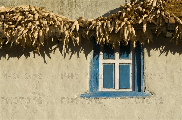 Corn drying at a white farmer's house with blue window