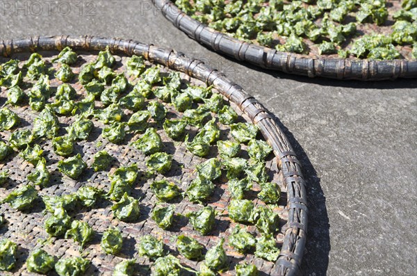 Spinach drying in the sun on a tablet