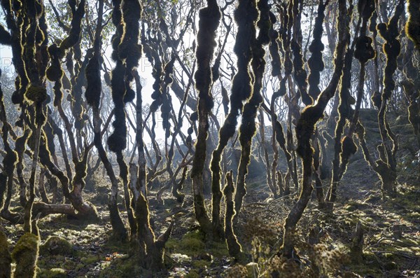 Branches of trees with moss