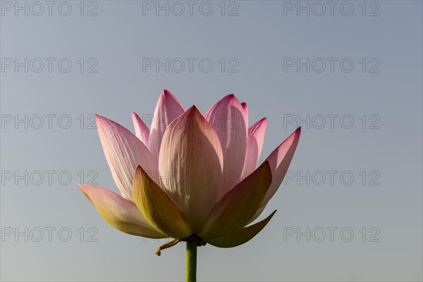 Lotus flower (Nelumbo nucifera)