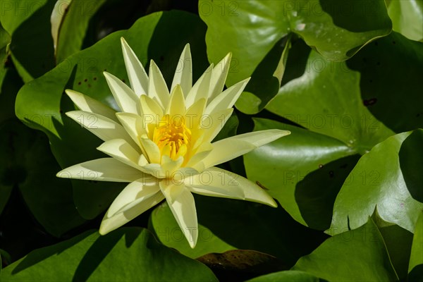 Water Lily (Nymphaeaceae)