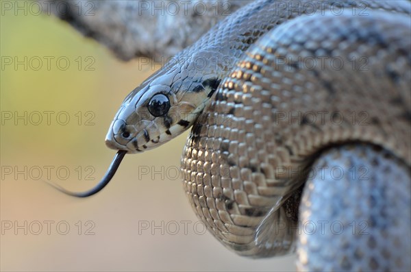 Ladder Snake (Rhinechis scalaris)
