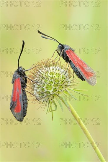 Transparent Burnets (Zygaena purpuralis)