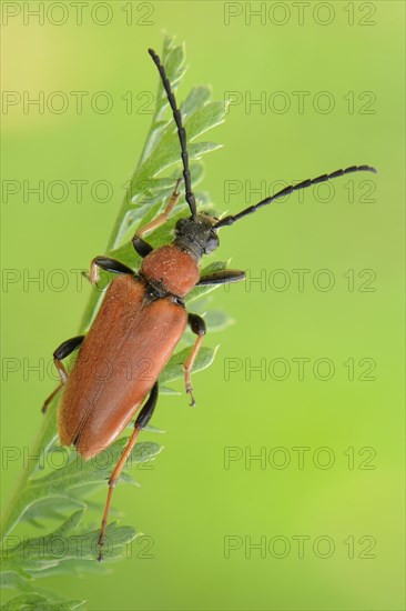 Longhorn Beetle (Stictoleptura rubra)
